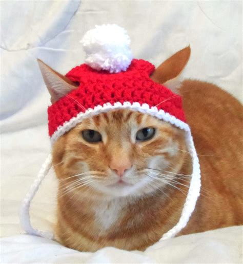 cat xmas hat